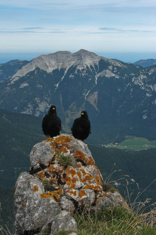 Alpine Choughs