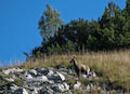 Chamois