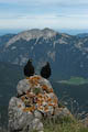 Alpine Choughs