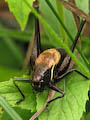 Black/gold cricket