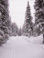 Through the trees