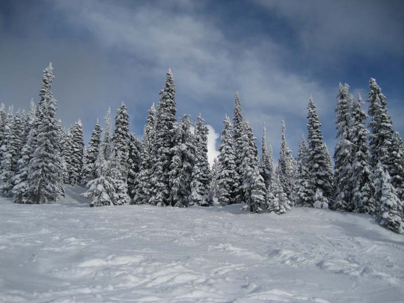 Tree skiing