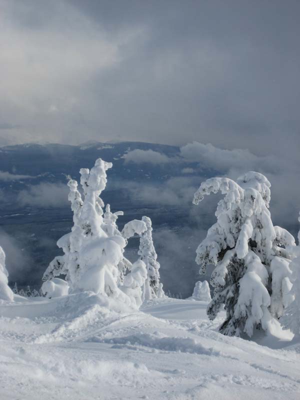Snow laden trees