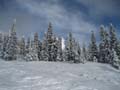 Tree skiing