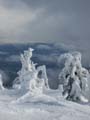 Snow laden trees