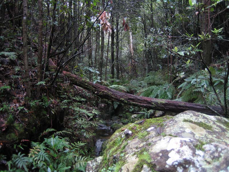 Rain Forest