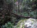Rain Forest