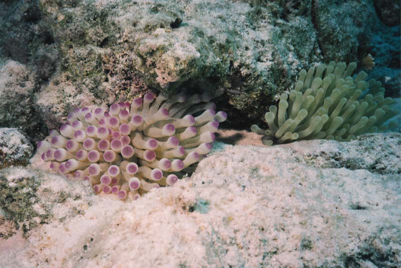 Anemones And Goby