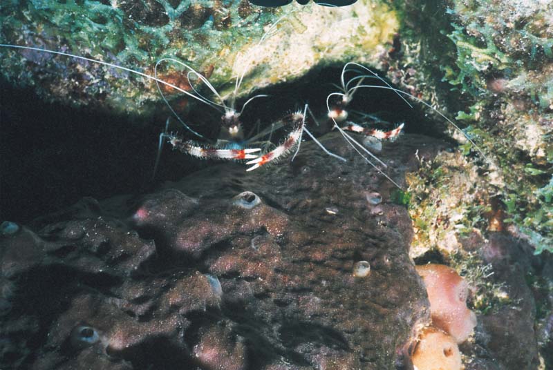 Banded Shrimps