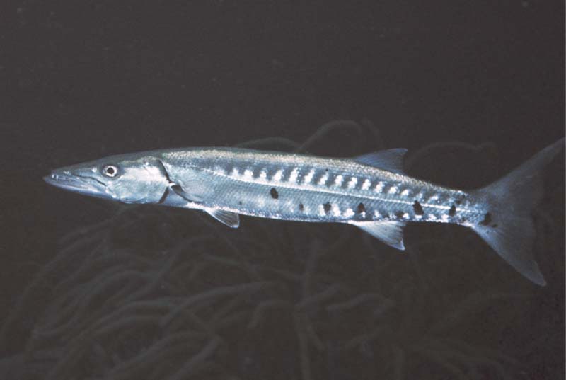 Barracuda