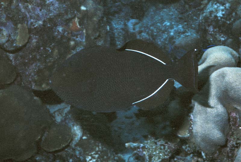 Black Durgon