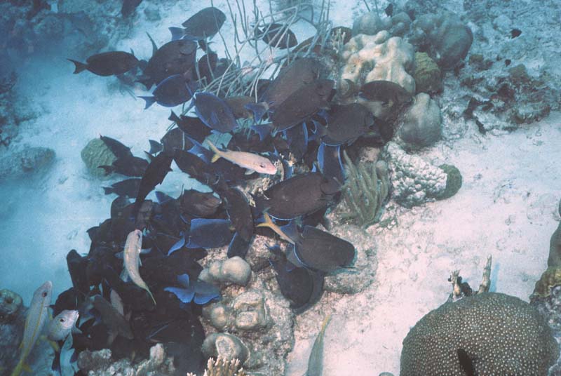 Ball of Blue Tangs