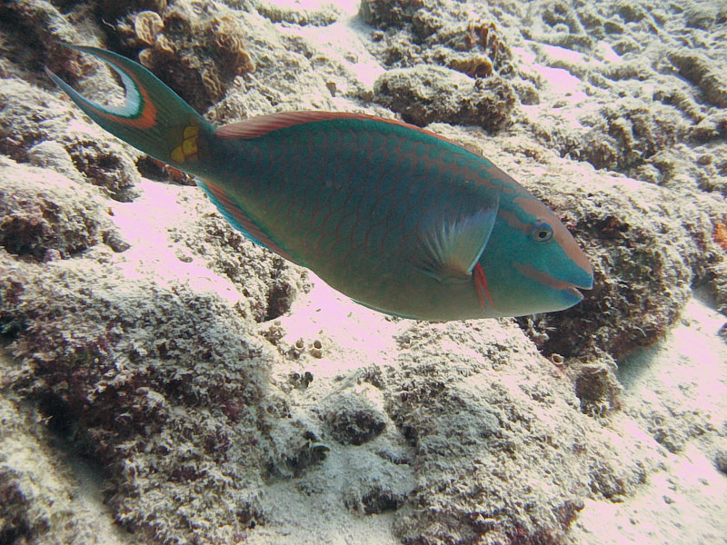 Parrotfish