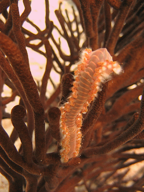 Bearded Fireworm