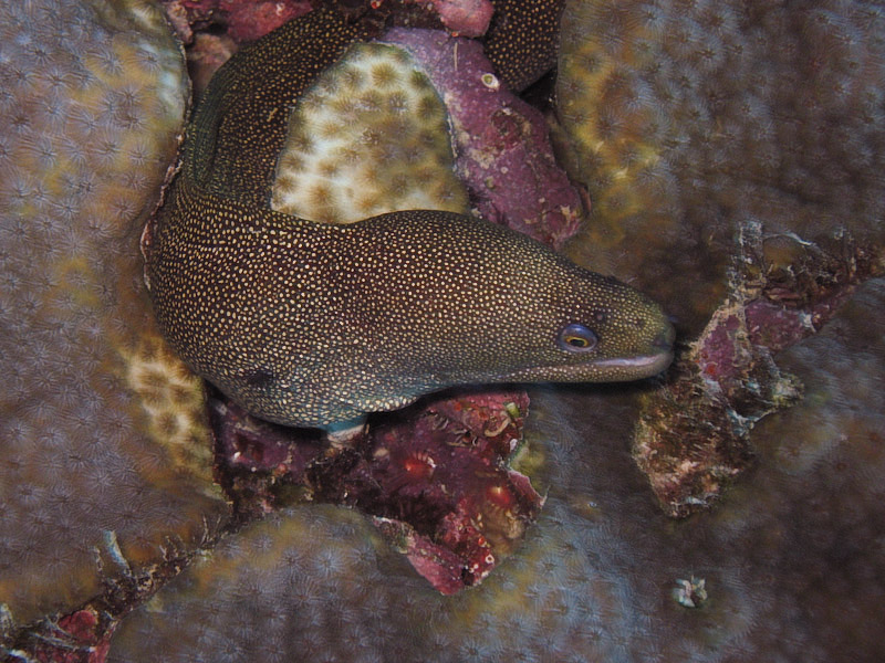 Golden Spotted Moray