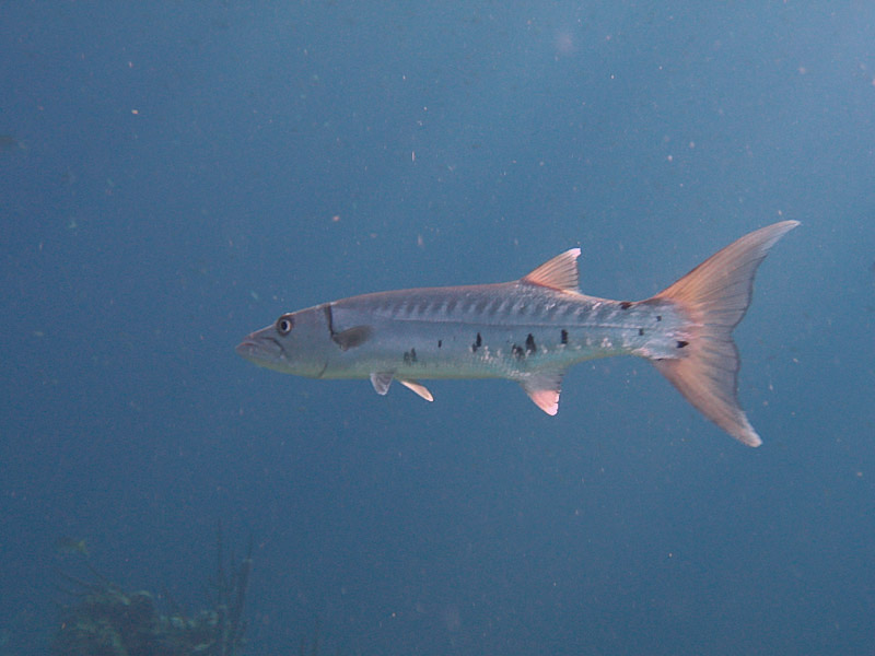 Barracuda