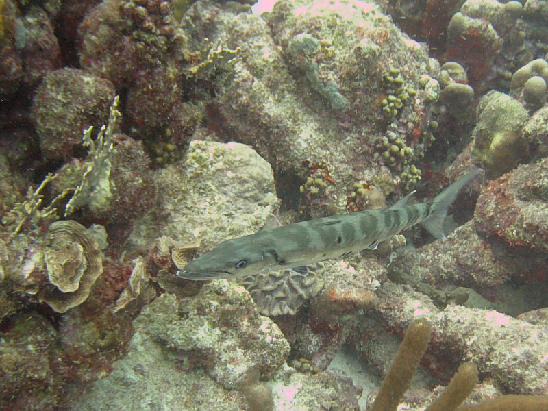 Barracuda