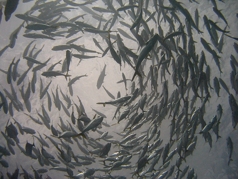Swirling shoal