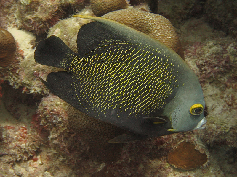 French Angelfish