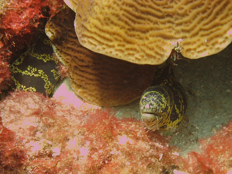 Chain Moray