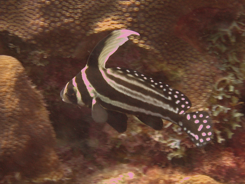 Drumfish