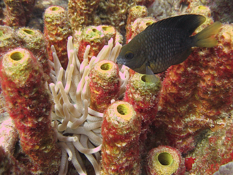 Threespot Damselfish