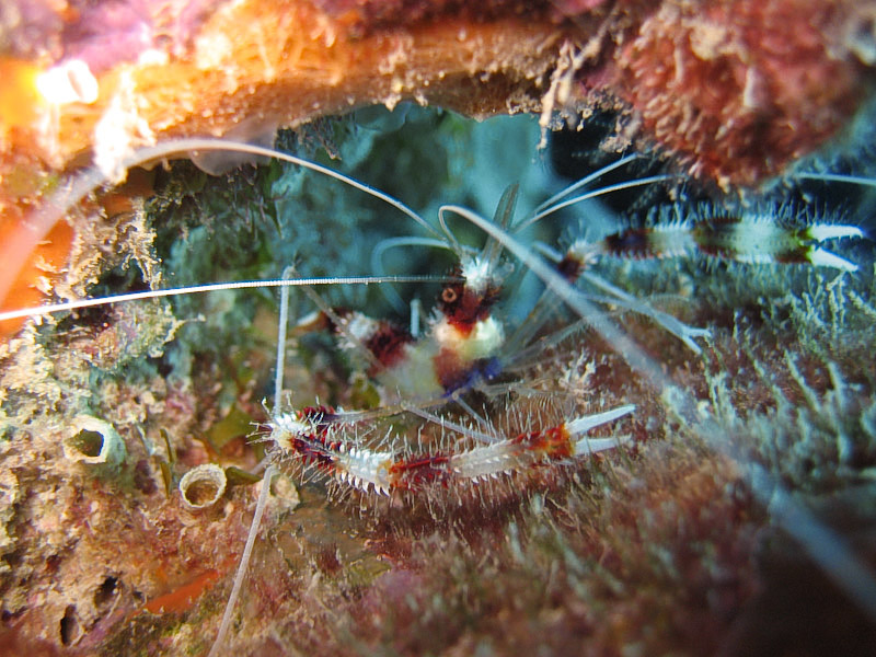 Banded Coral Shrimp
