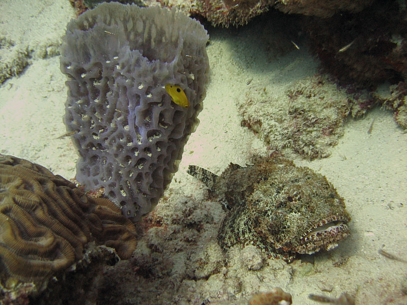 Spotted Scorpionfish
