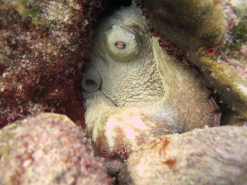 Octopus