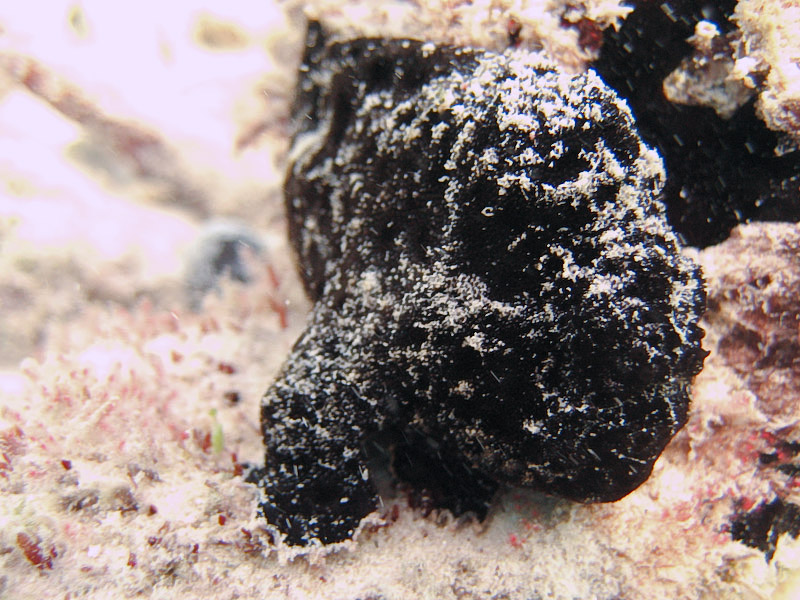 Black Frogfish