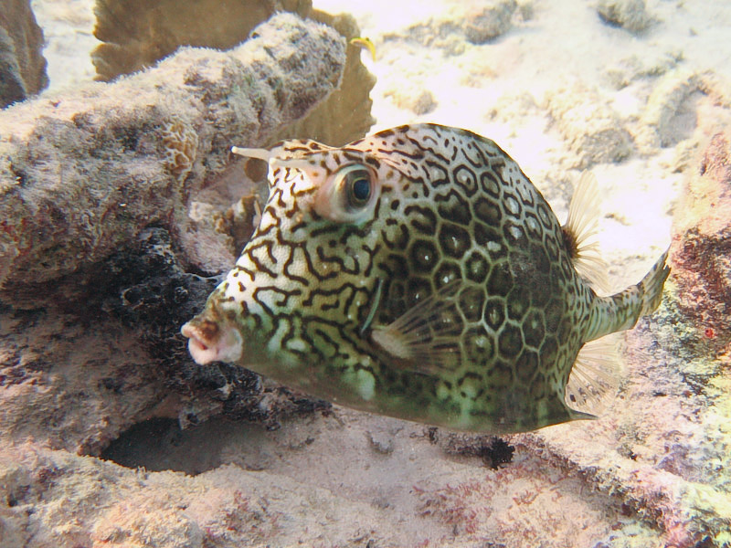 Cowfish
