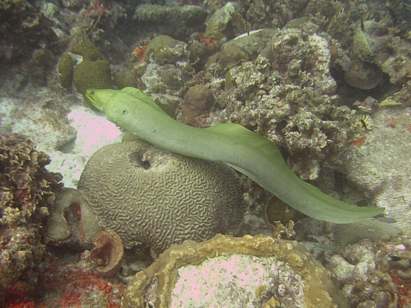Green Moray
