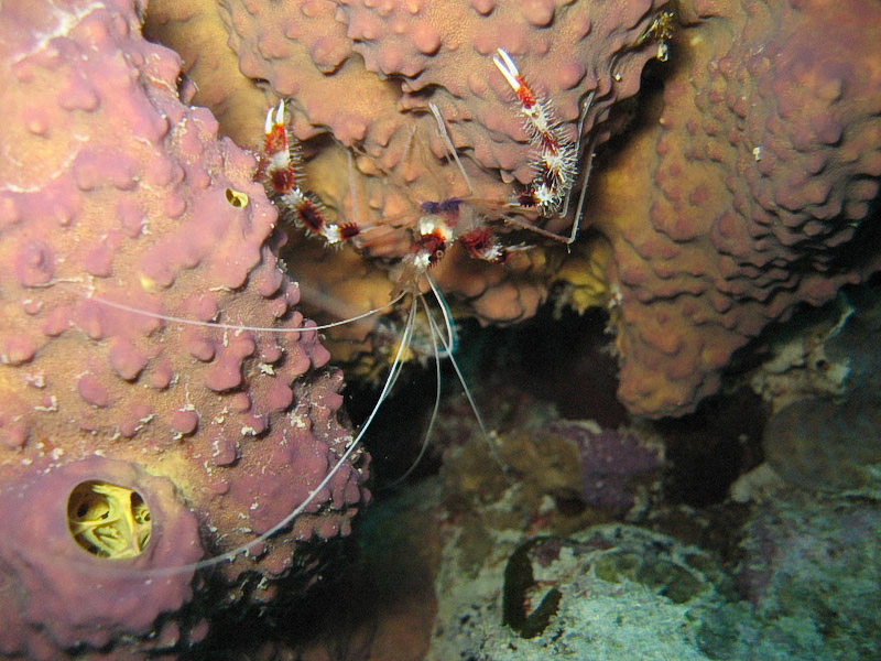 Banded Coral Shrimp