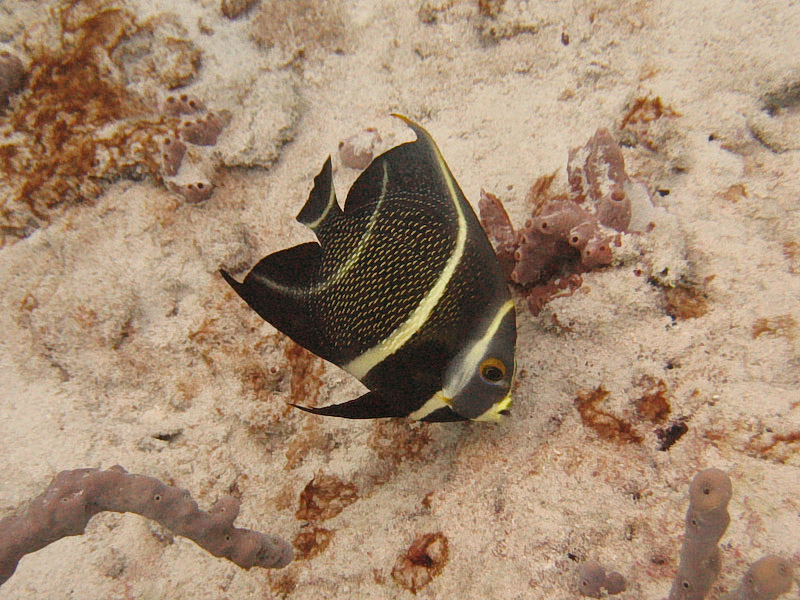 Intermediate French Angelfish