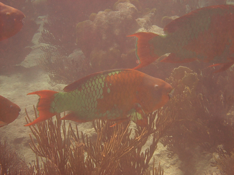 Rainbow Parrotfish