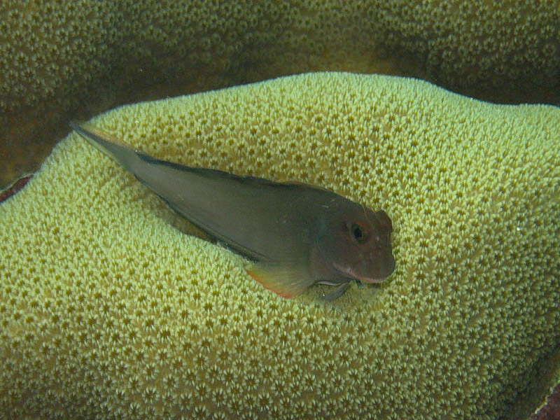 Red-lipped Blennie
