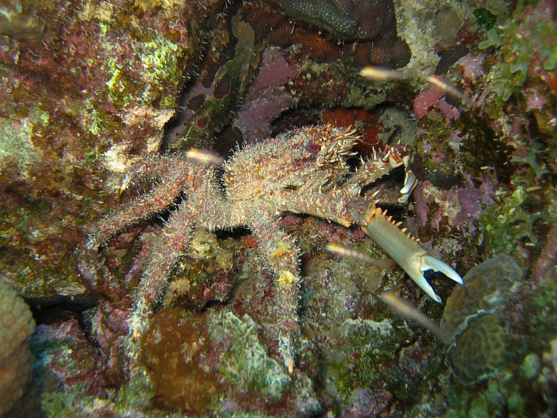 Hairy Clinging Crab