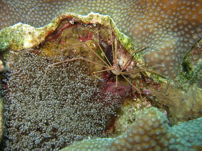 Yellowline Arrow Crab