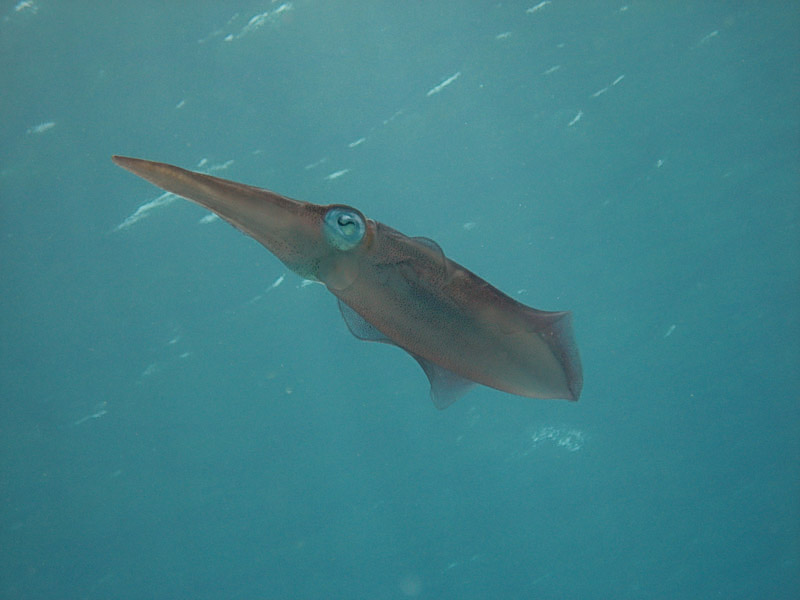 Squid
