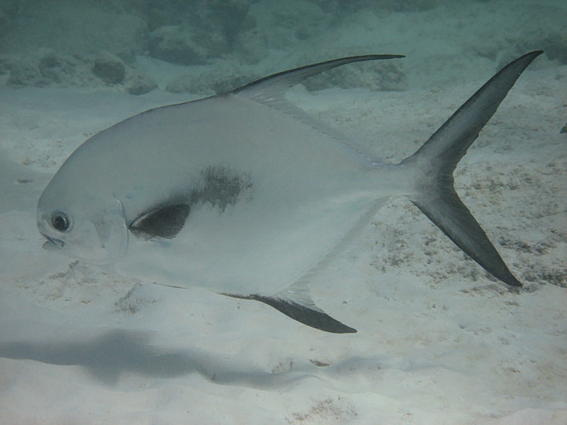 Palometa