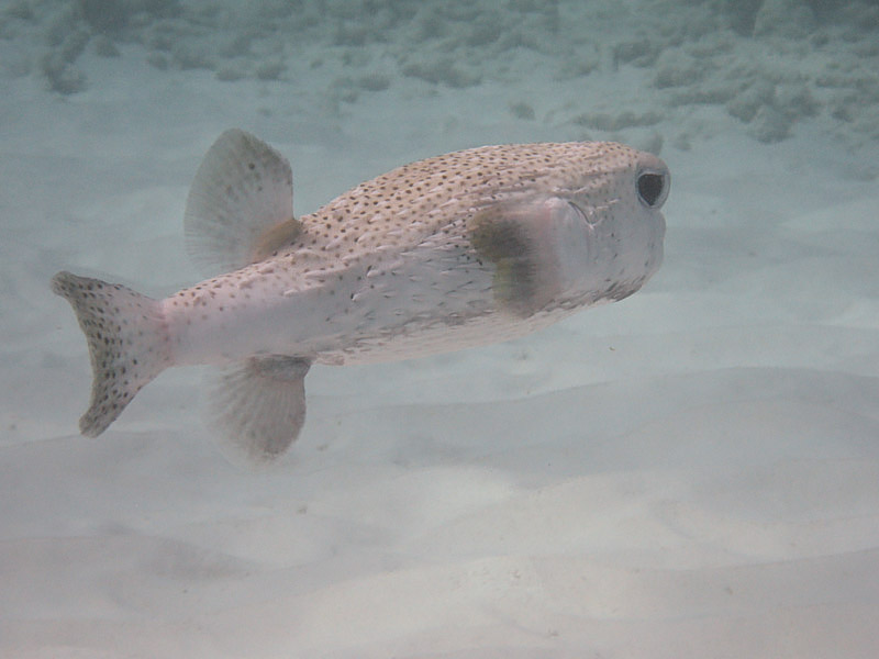 Porcupinefish