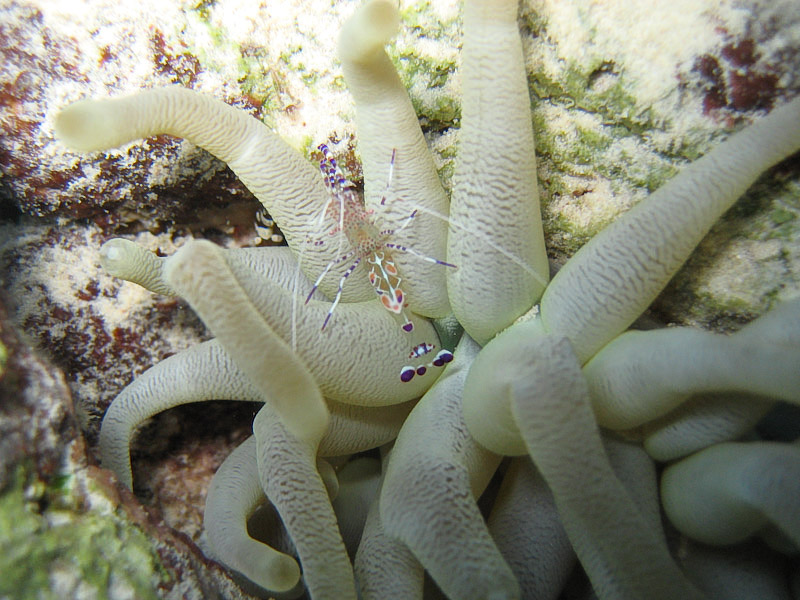 Spotted Cleaner Shrimp