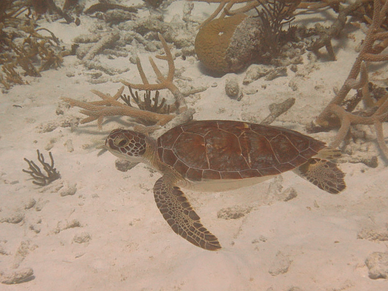 Turtle