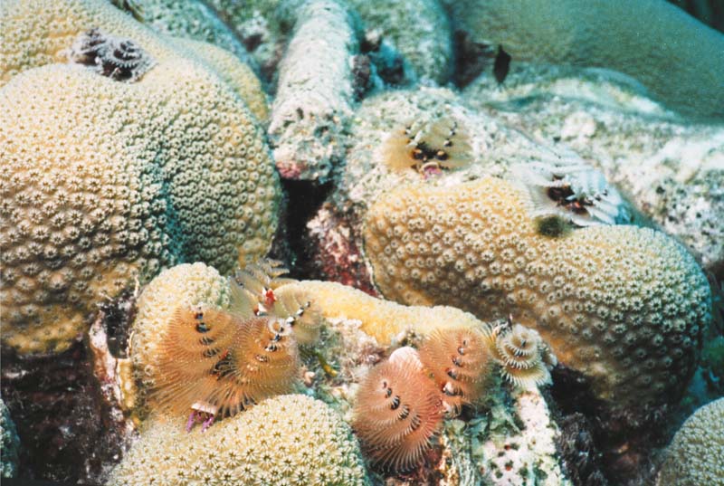 Christmas Tree Worms