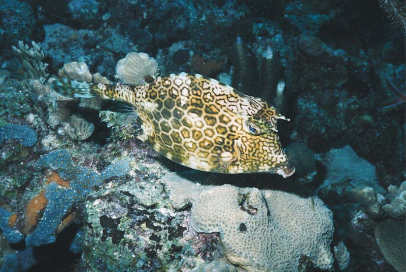 Cowfish