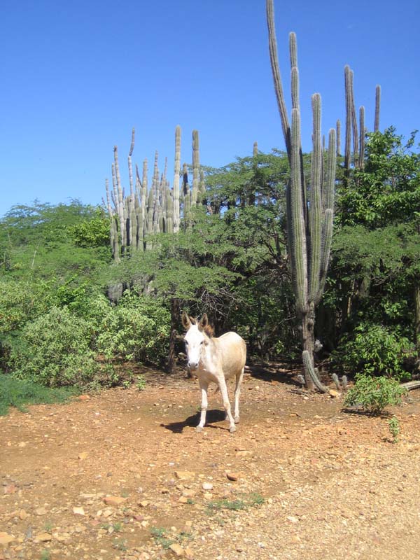 Donkey