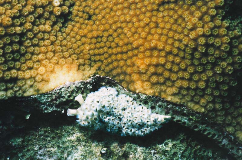 Lettuce Sea Slug
