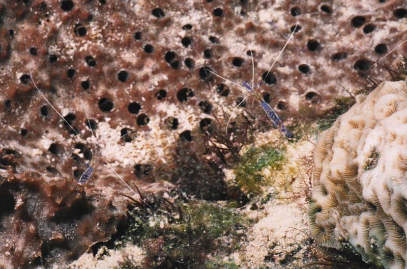 Pederson Cleaner Shrimps