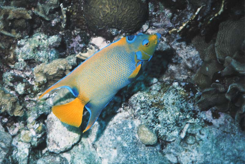 Queen Angelfish