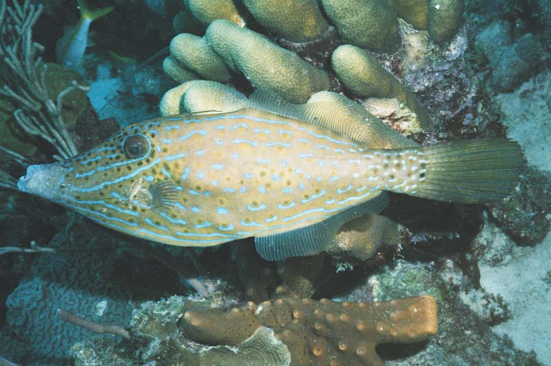 Scrawled Filefish